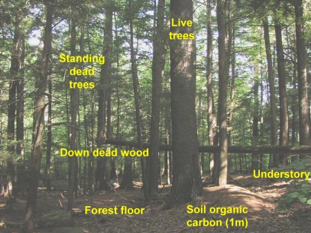 Illustration of the six carbon pools in forests.